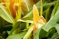 Yellow cob of sweet corn on the field. Collect corn crop