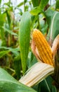 yellow cob of sweet corn on the field. Collect corn crop