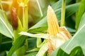 yellow cob of sweet corn on the field. Collect corn crop