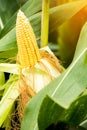 yellow cob of sweet corn on the field. Collect corn crop