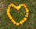 Yellow cochlospermum regium flower blooming design heart symbol .