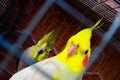 Yellow cockateil bird inside cage Royalty Free Stock Photo