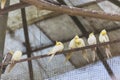 Yellow Cockatiel birds stand on the rail in the cage in Padmaja Naidu Himalayan Zoological Park at Darjeeling, India