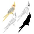 Yellow cockatiel cute tropical bird funny parrot watercolor style outline and silhouette on a white background vintage vector ill