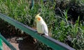 Yellow Cockatiel with Orange Cheek Spots Perched on Iron Railing
