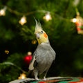 cute pet cockatiel parrot.funny bird Royalty Free Stock Photo