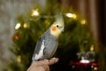 Funny parrot.Cute cockatiel parrot.Home pet.Beautiful photo of a bird.Ornithology