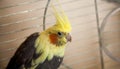 Yellow Cockatiel parrot sitting in metal cage Royalty Free Stock Photo