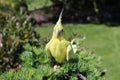 Yellow cockatiel on a tree. Parrot on a branch. Yellow bird.