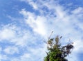 Yellow cockatoo birds on top of tree Royalty Free Stock Photo