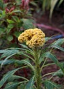 Yellow Cockcomb flower on the tree. Cockscomb flowers are also known as Wool Flowers or Brain Celosia. Royalty Free Stock Photo