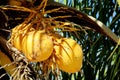 Yellow coco nuts growing on a palm Royalty Free Stock Photo