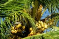 Yellow coco nuts on a palm Royalty Free Stock Photo