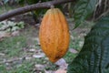 Yellow cocoa fruit growing on a tree Royalty Free Stock Photo