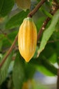 Yellow cocoa pod close up view Royalty Free Stock Photo