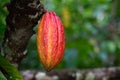 Yellow Cocoa pod fruit hanging on tree Royalty Free Stock Photo