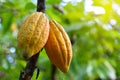 Yellow Cocoa pod fruit hanging on tree Royalty Free Stock Photo