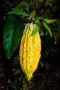 Yellow cocoa pod on a tree