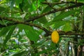 Yellow cocoa pod on the tree ripe organic tropical fruit