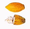 Yellow Cocoa pods old cut and whole in half with seeds isolated on white background.