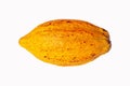 Yellow Cocoa pods old isolated on white background. Clipping path.
