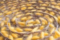 Yellow cocon of silkworm hang on rolling round in the silkworm tray.