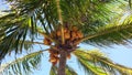 Yellow coconut on the coconut tree