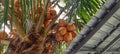 Yellow coconut fruit, full of freshness when made into a thirst-quenching drink