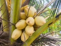 yellow coconut fruit is one type of coconut fruit, usually the fruit is small and the tree is not tall, has many health benefits Royalty Free Stock Photo