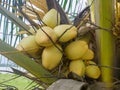 yellow coconut fruit is one type of coconut fruit, usually the fruit is small and the tree is not tall, has many health benefits Royalty Free Stock Photo