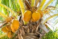 Yellow coconut Royalty Free Stock Photo