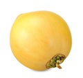 Yellow coconut isolated on white clipping path