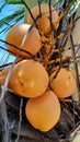 The yellow coconut in the neighbor& x27;s garden is bearing fruit