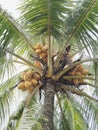 Yellow coconut tree seen from below Royalty Free Stock Photo