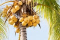 Yellow coconuts bunch hanging in tree