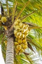 Yellow Coconuts In Bunches On Tree Royalty Free Stock Photo