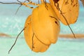 Yellow coconuts hanging on the tree with the sea in background Royalty Free Stock Photo