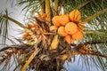 Yellow Coconuts in Palm tree Royalty Free Stock Photo