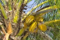 Yellow coconuts on a palm tree Maldives Royalty Free Stock Photo