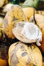 Yellow coconuts are sold in the market of the island of Mauritius. Cut a young coconut with Makoto. Many coconuts on the market Royalty Free Stock Photo