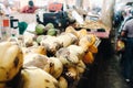 Yellow coconuts are sold in the market of the island of Mauritius. Sale of vegetarian fruits in the open air. Many coconuts on the Royalty Free Stock Photo