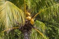 Yellow coconuts on a tree Royalty Free Stock Photo