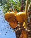 Yellow Coconuts tree shot from high angel view Royalty Free Stock Photo