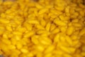 Yellow cocoon patterns to work for Weaving Thai traditional Silk Royalty Free Stock Photo