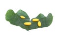 Yellow cocoon put on mulberry leaf on white background Royalty Free Stock Photo