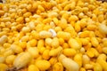 Yellow Cocoon silkworm