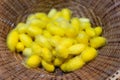 Yellow cocoon a source of silk thread and silk fabric For silk weaving Royalty Free Stock Photo