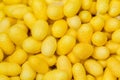 Yellow cocoons of the silkworm