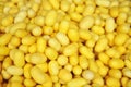 Yellow cocoons of silkworm for making silk Royalty Free Stock Photo