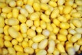 Yellow cocoons of silkworm for making silk Royalty Free Stock Photo